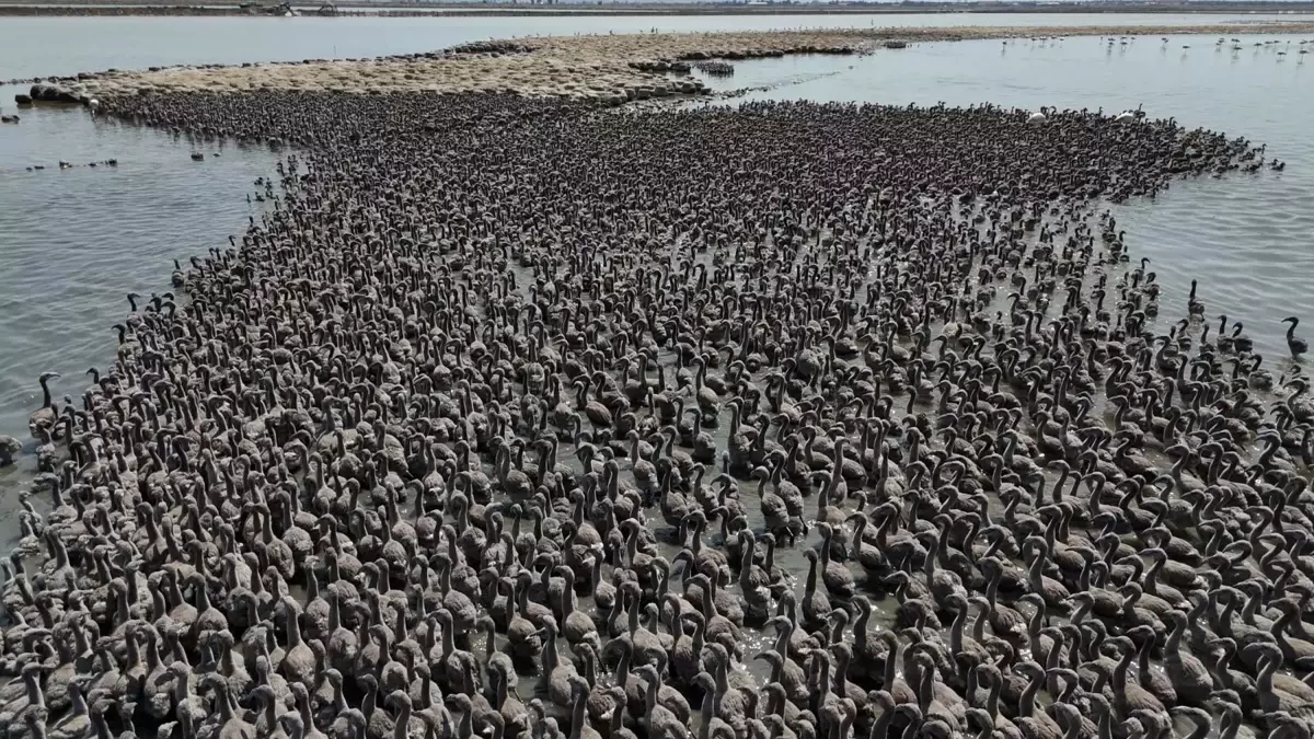izmir-kus-cennetinde-13-bin-yavru-flamingo-dunyaya-geldi-jWrrf7p8.jpg