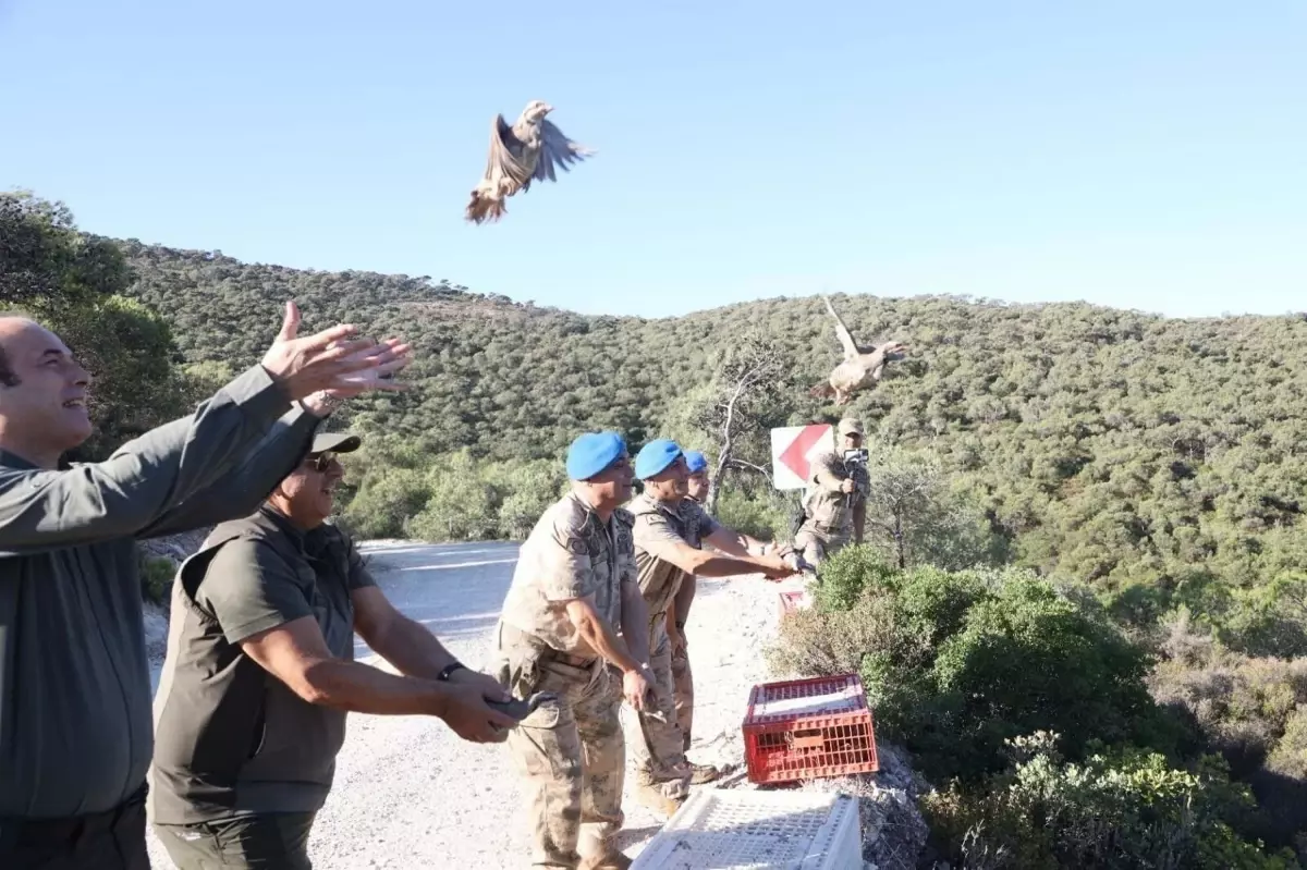 izmirde-1500-kinali-keklik-tabiata-salindi-EskFerHp.jpg